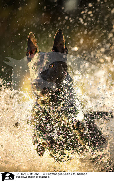ausgewachsener Malinois / adult Malinois / MARS-01202