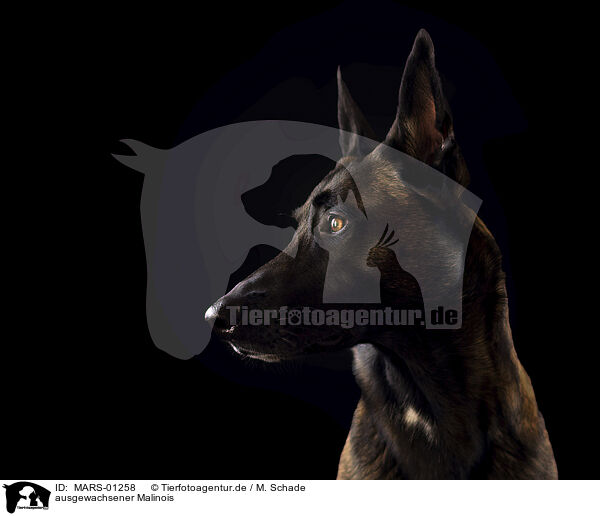 ausgewachsener Malinois / MARS-01258