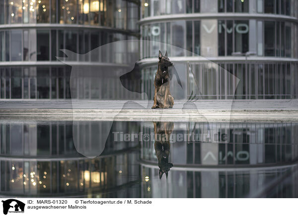 ausgewachsener Malinois / adult Malinois / MARS-01320