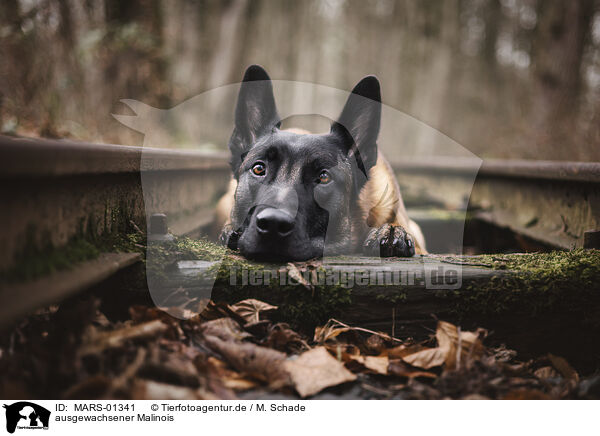 ausgewachsener Malinois / adult Malinois / MARS-01341