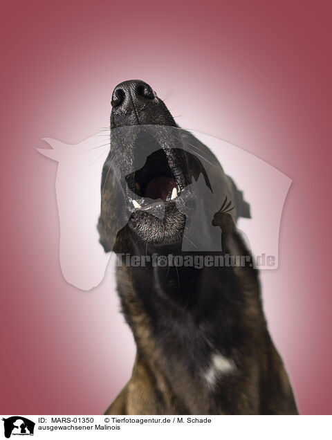ausgewachsener Malinois / adult Malinois / MARS-01350