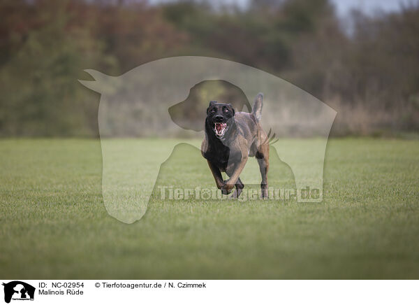 Malinois Rde / NC-02954