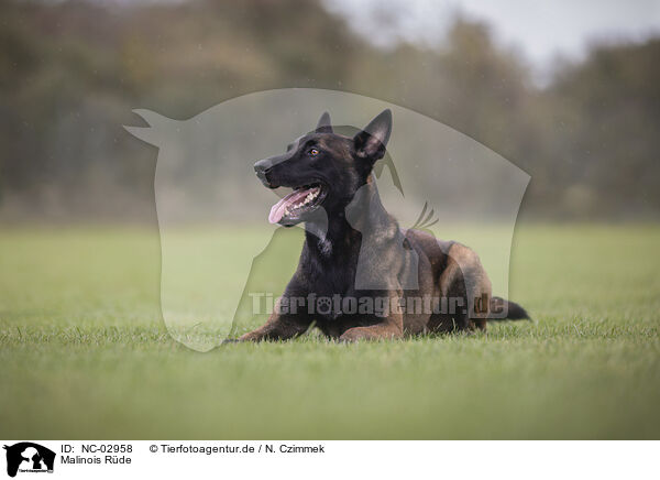 Malinois Rde / NC-02958