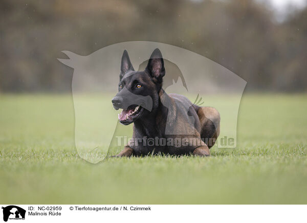 Malinois Rde / male Malinois / NC-02959