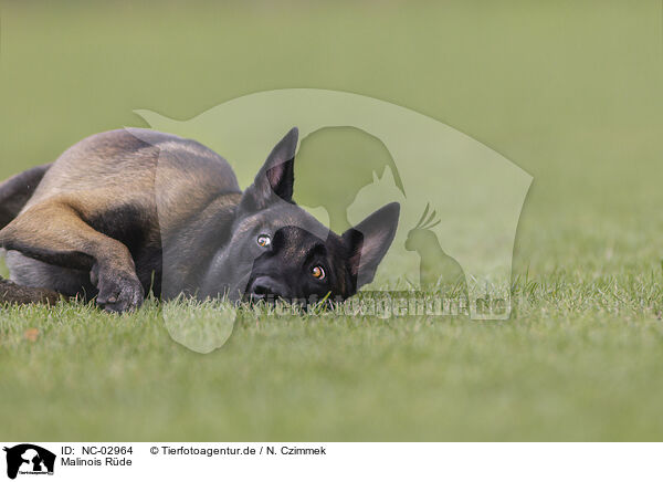Malinois Rde / male Malinois / NC-02964