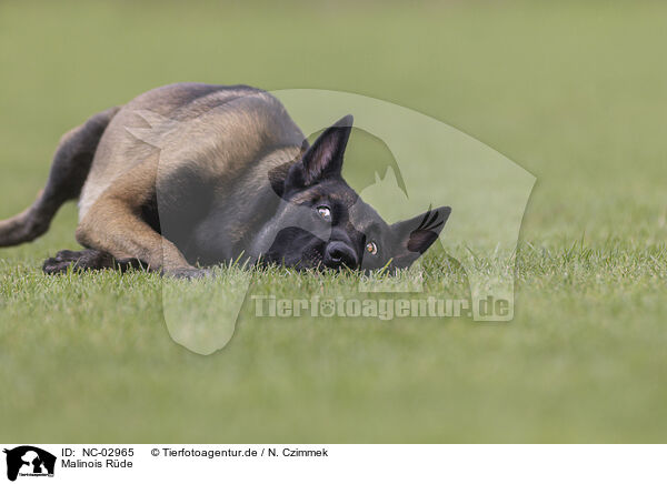 Malinois Rde / male Malinois / NC-02965