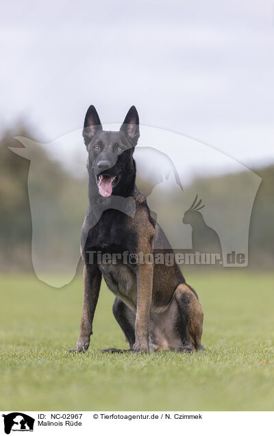 Malinois Rde / male Malinois / NC-02967