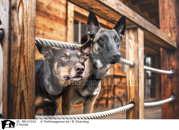 2 Hunde / 2 dogs / BE-01032