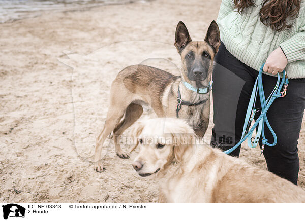 2 Hunde / 2 dogs / NP-03343