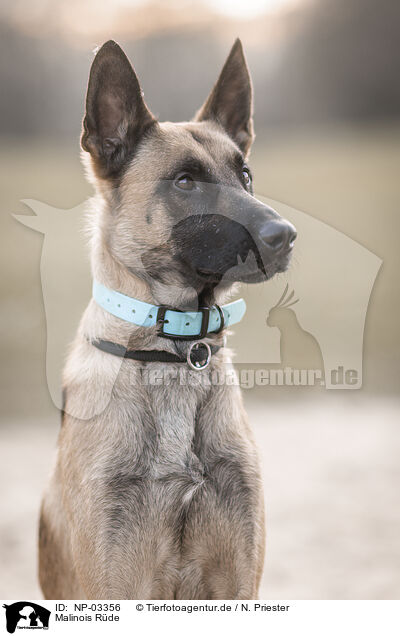 Malinois Rde / male Malinois / NP-03356