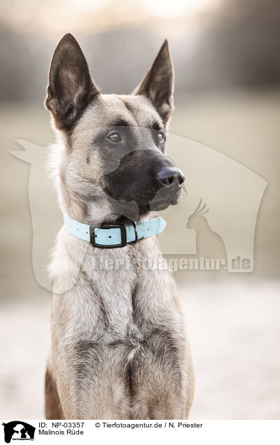 Malinois Rde / male Malinois / NP-03357