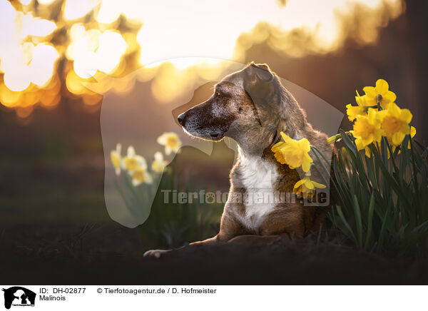 Malinois / Malinois / DH-02877