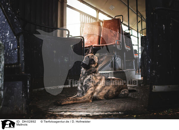 Malinois / Malinois / DH-02892