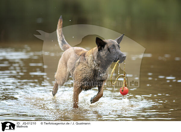 Malinois / JQ-01210