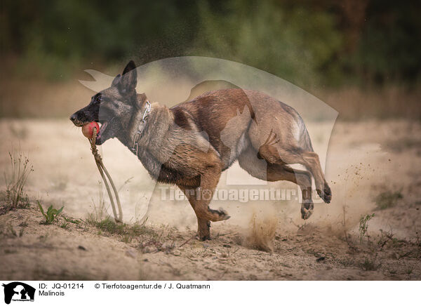 Malinois / Malinois / JQ-01214