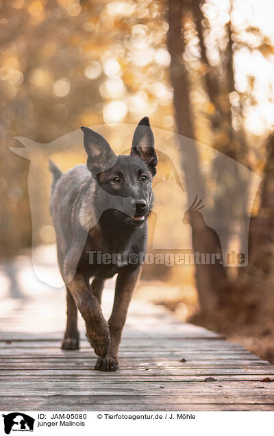 junger Malinois / JAM-05080