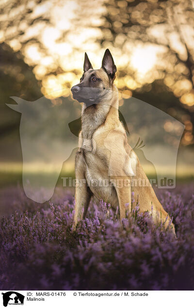 Malinois / Malinois / MARS-01476