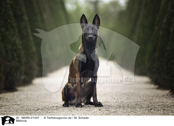 Malinois / MARS-01497