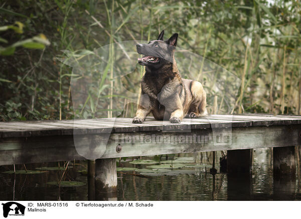 Malinois / Malinois / MARS-01516