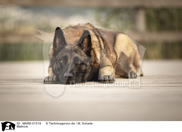 Malinois / Malinois / MARS-01518