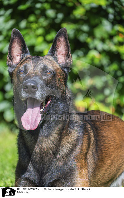 Malinois / Malinois / SST-23219