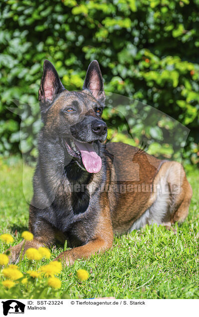 Malinois / SST-23224