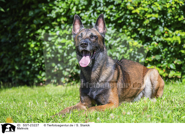 Malinois / Malinois / SST-23227