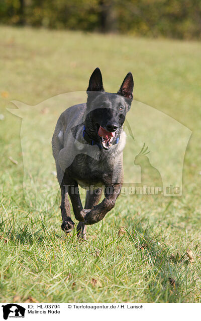 Malinois Rde / male Malinois / HL-03794