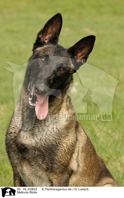 Malinois Rde / male Malinois / HL-03802