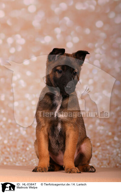 Malinois Welpe / Malinois Puppy / HL-03847