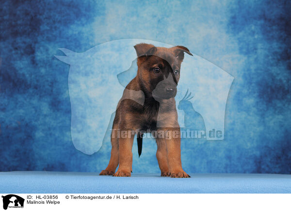 Malinois Welpe / HL-03856