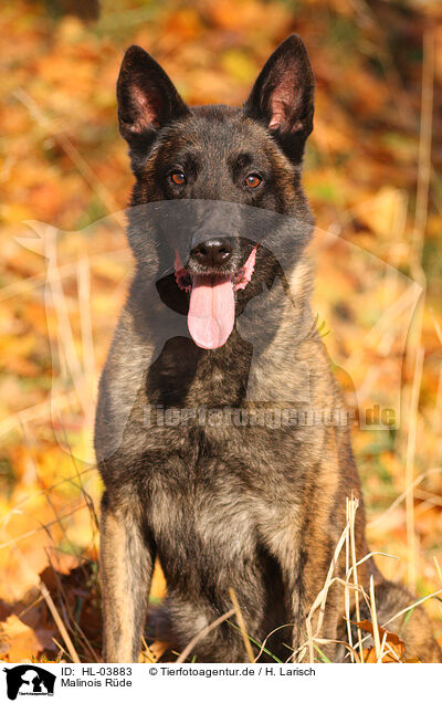 Malinois Rde / male Malinois / HL-03883