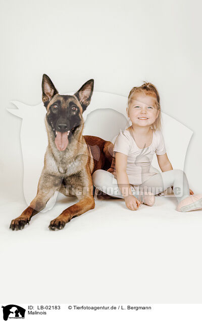 Malinois / LB-02183