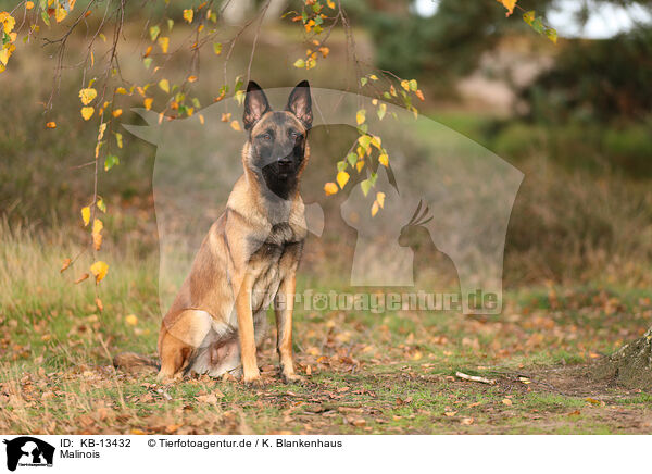 Malinois / KB-13432