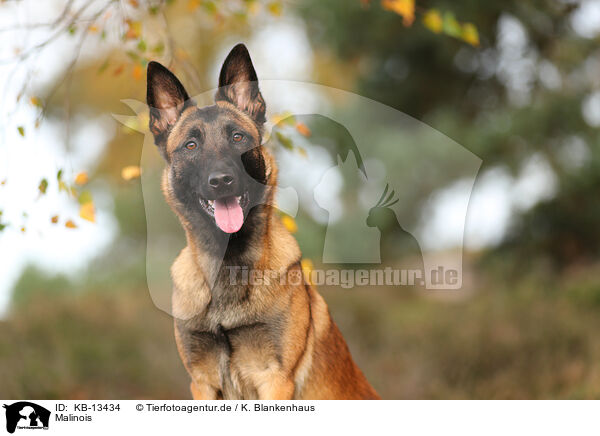 Malinois / Malinois / KB-13434