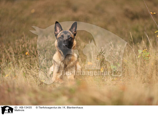 Malinois / Malinois / KB-13435