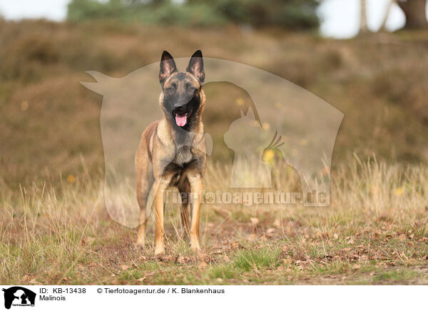 Malinois / Malinois / KB-13438