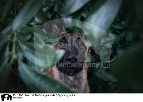 Malinois / Malinois / LM-01544