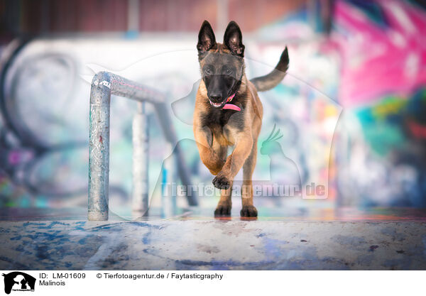 Malinois / LM-01609