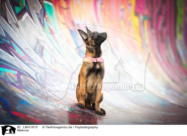 Malinois / Malinois / LM-01610