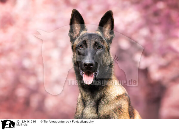 Malinois / Malinois / LM-01616