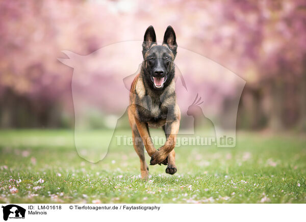 Malinois / Malinois / LM-01618