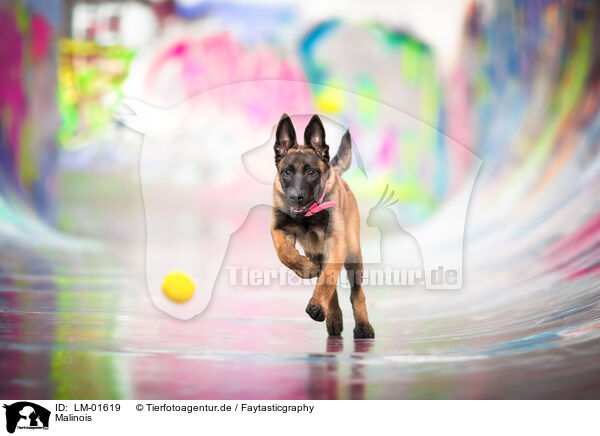 Malinois / Malinois / LM-01619