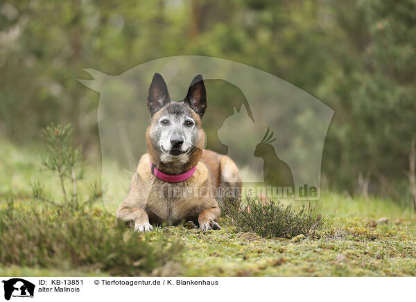 alter Malinois / KB-13851