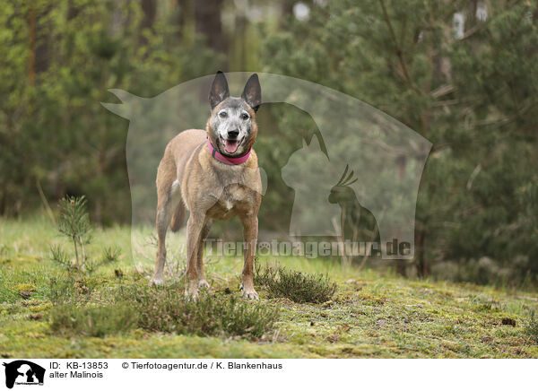 alter Malinois / KB-13853