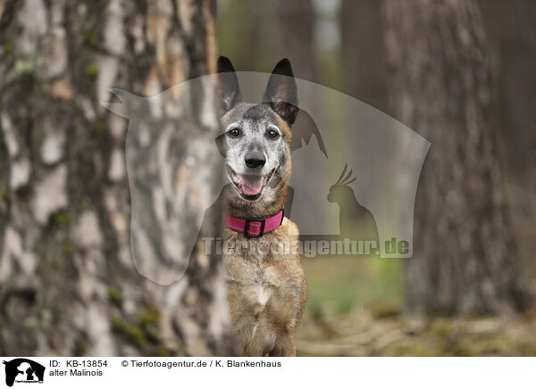 alter Malinois / KB-13854