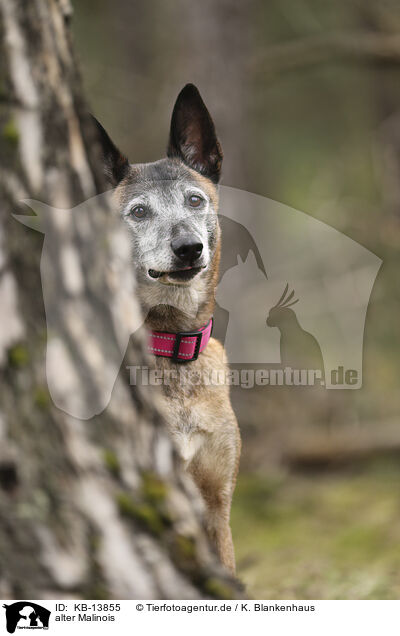 alter Malinois / KB-13855