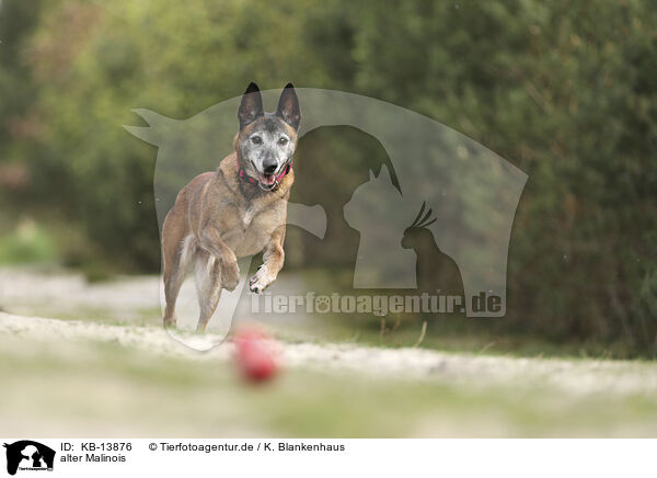 alter Malinois / old Malinois / KB-13876