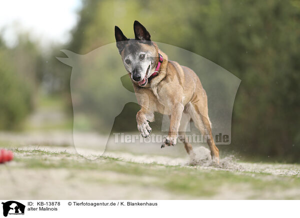alter Malinois / KB-13878