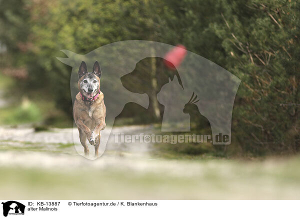 alter Malinois / KB-13887